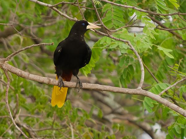 Kuiforopendola (Psarocolius decumanus)